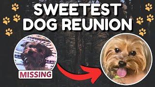 The SWEETEST Puppy Reunion!