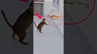 Top 5 Cats Doing WWE Moves You Won’t Believe! #animals #cat #wweraw #shorts