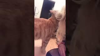 A wild child 99% of the time, but he’s still mama’s boy  #catshorts #trending #catlove  #orangecat