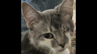 Elle Driver - an Adoptable Female Shorthair cat