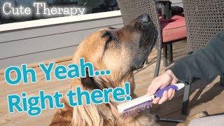 Very cute, very large & VERY itchy dog loves being brushed!