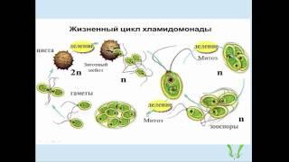 Жизненные циклы растений. Решение задач части С по молекулярной биологии.