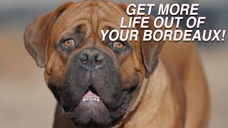 DOGUE DE BORDEAUX: GETTING MORE LIFE FROM YOUR DOG