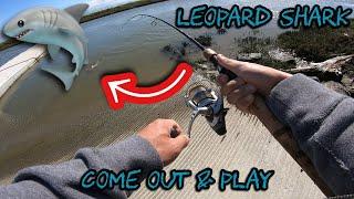 LEOPARD SHARK FISHING!! COME OUT & PLAY!!