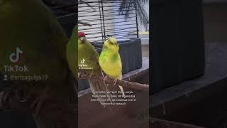 мой тгк:parrotsandlife#попугаи #какарики #машкаричи #волнистыйпопугай #крысогуля