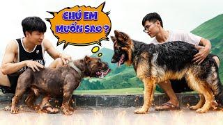 Quang BM | Huấn Luyện Chó Becgie  | Teach Dog