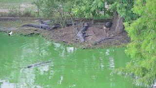Live Gator Cam | Beaumont, Texas | 12News