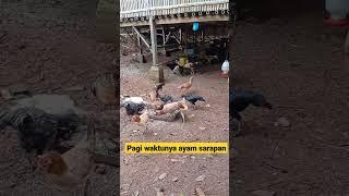 Ayam Kampung Sarapan Pagi #ayamkampung #ayam