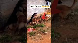 Real gang war dog video Istreet dog fight video|#shorts #dog #fight #dogs