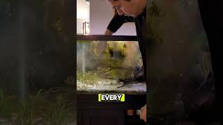 Shake your hornwort, Shake it real good #fishtanklife