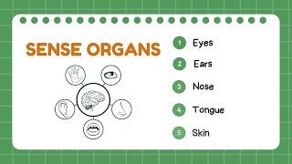 Sense Organs | Science for Children | Cute Owl Edu | @yashpatwardhan