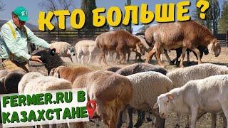 Дорпер, Саффолк, Тексель, или Эдильбай? Взвешивание баранов-производителей в хозяйстве Алаколь-Агро.