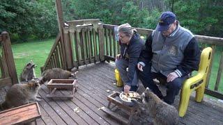 Tuesday 17 June 25  beautiful raccoons