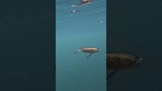 Salmo SWEEPER #salmo #sweeper #pike #underwater #pikefishink #jerking  #fishing  #shortstiktok