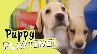 Lively Labrador Pups | Guide Dogs Puppy Playtime