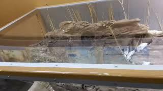 1350AD native american canoe found in south carolina