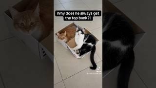 Brothers will always fight over the top bunk #cats #kitten #funnycats #catlover #catvideos #pets