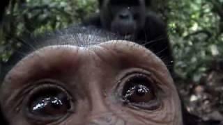 Curious Chimp Checks Out Camera