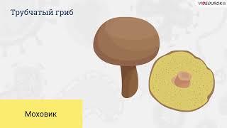 Бактерии. Простейшие. Грибы и лишайники