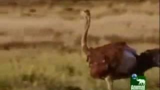 Tiger Kills Ostrich, can chase prey down that run 40 mph or more.