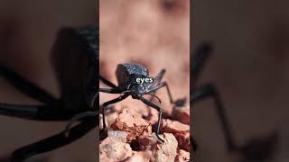 The Ferocious Hunt of the Tiger Beetle
