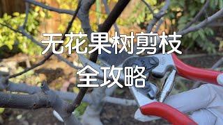 【无花果冬剪】无花果需要大修剪吗？如何修剪才能果实累累？｜无花果两茬果都结在哪里？