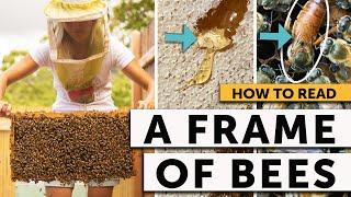 BEEKEEPING 101 - HOW TO READ A FRAME of BEES
