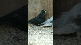 pombos Mariola pigeons.