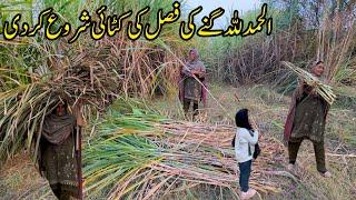 Gany ki fasal ki katae start kr de I pakistani village life I Happy joint family vlogs