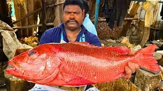 KASIMEDU  SPEED SELVAM | BIG RED SNAPPER FISH CUTTING | IN KASIMEDU | HD VIDEO | FF CUTTING 