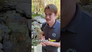 Why do koi ponds lose more water in the fall than any other time of year? #watergarden #koipond