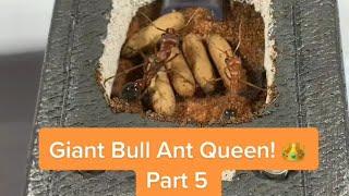 Giant Bull Ant Queen (Myrmecia Brevinoda) Part 5