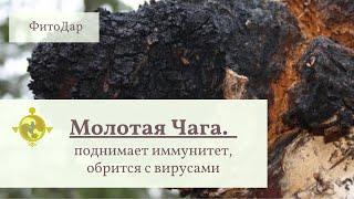 Молотая чага - поднимает иммунитет, борется с вирусами. Фитодар