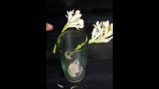 How To Grow Tuberose Trees From Cutting In A Onion Tuberose