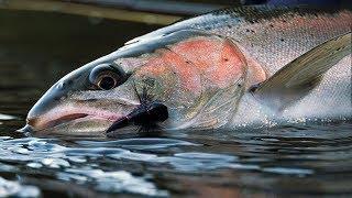 Desert Dries - Dry Fly Spey Casting for Steelhead Fly Fishing by Todd Moen