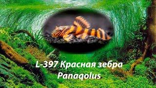 L-397 Красная зебра / Panaqolus / Панак