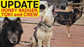 Update: Honey Badger, Toki & Crew - The Future Looks Bright