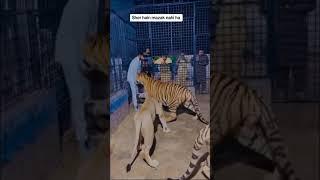 Lion &tiger attack on man in the cage #lion #animal