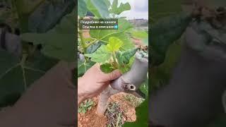 Обрезка инжира #инжир #обрезкаинжира #какобрезатьинжир