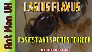 Easiest Ant Species To Keep | Lasius Flavus