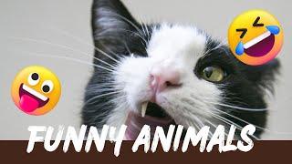 Best Funny Dogs And Cats Videos    Funniest Animals Videos 2023