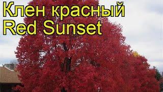 Клен красный Ред сансет. Краткий обзор, описание характеристик, где купить крупномеры, саженцы