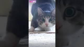 Улётные танцы кота