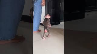 Walking baby Icy after shower! #babymonkey #adorable #cuteanimals