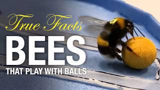 True Facts: Bees That Play With Balls And Do Math!