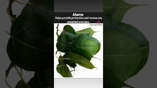 Spiritual cleansing & protection herbs!