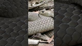 The DEADLIEST Snake In AUSTRALIA! #snake #snakes #australia