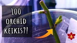 Can you make 100 Orchids from one? Let's test it! - Orchid Care for Beginners