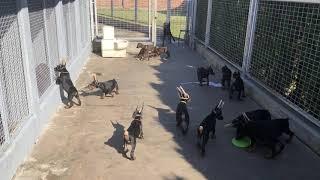 Doberman puppies - Betelges kennel