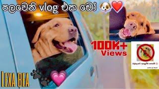 අඩෝ මගෙ පලවෙනි vlog එක ️ dog vlog